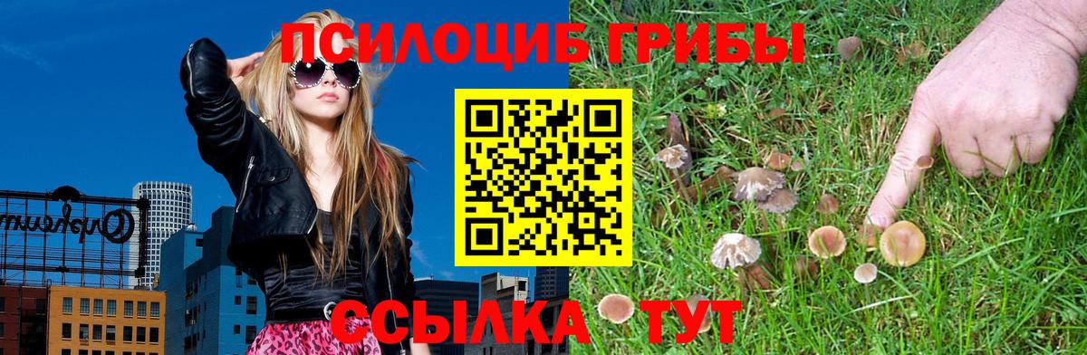 Галлюциногенные грибы Psilocybine cubensis  Лыткарино 